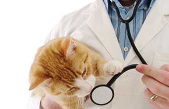 Clínica Veterinária Vida - Foto 1