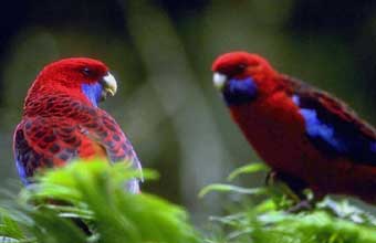 Avicultura Joao De Barro - Foto 1