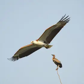 bird strike